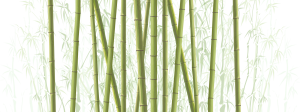 Bamboo PNG-63774